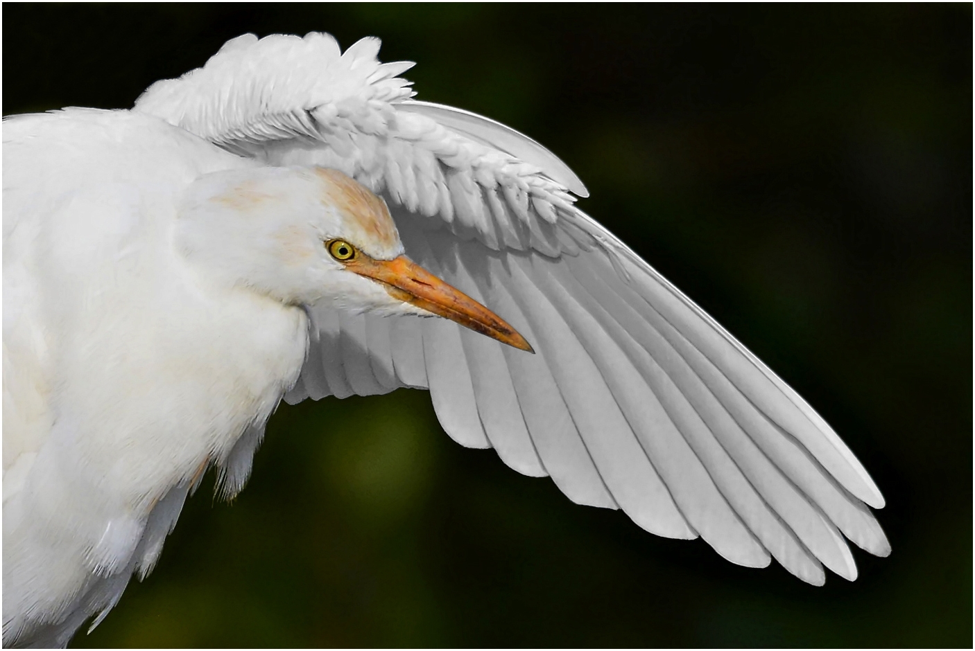 1st PrizeNature In Class 3 By Thomas (TJ) Williams For Cattle Egret Waving Hello NOV-2020.jpg